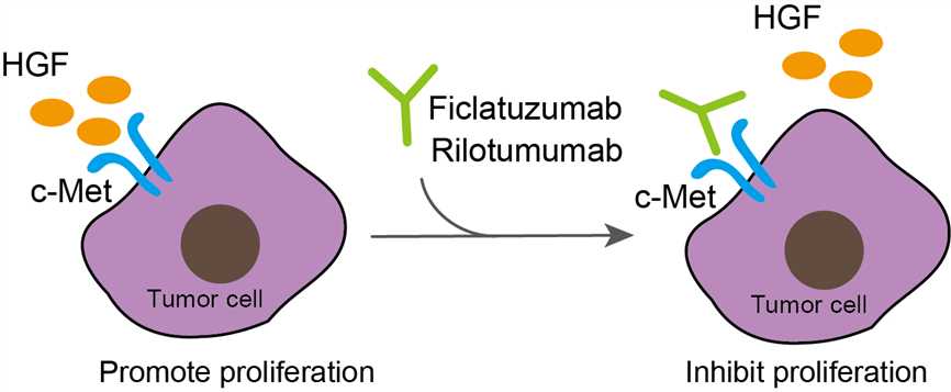 Mechanism of Action of Rilotumumab