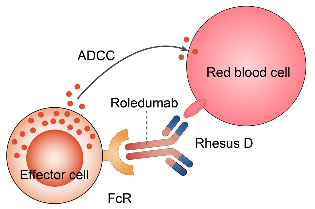 Roledumab Overview