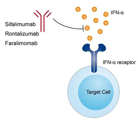 Mechanism of action of Sifalimumab