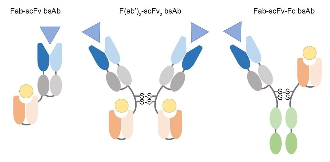 Structure of scFv-Fab fragments bispecific BsAbs