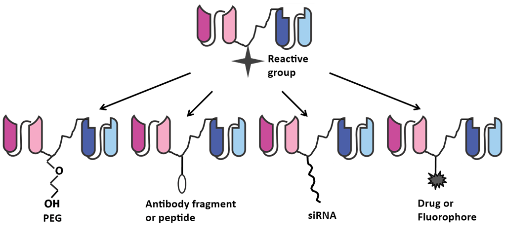 Addition of functionalities into the crosslinker