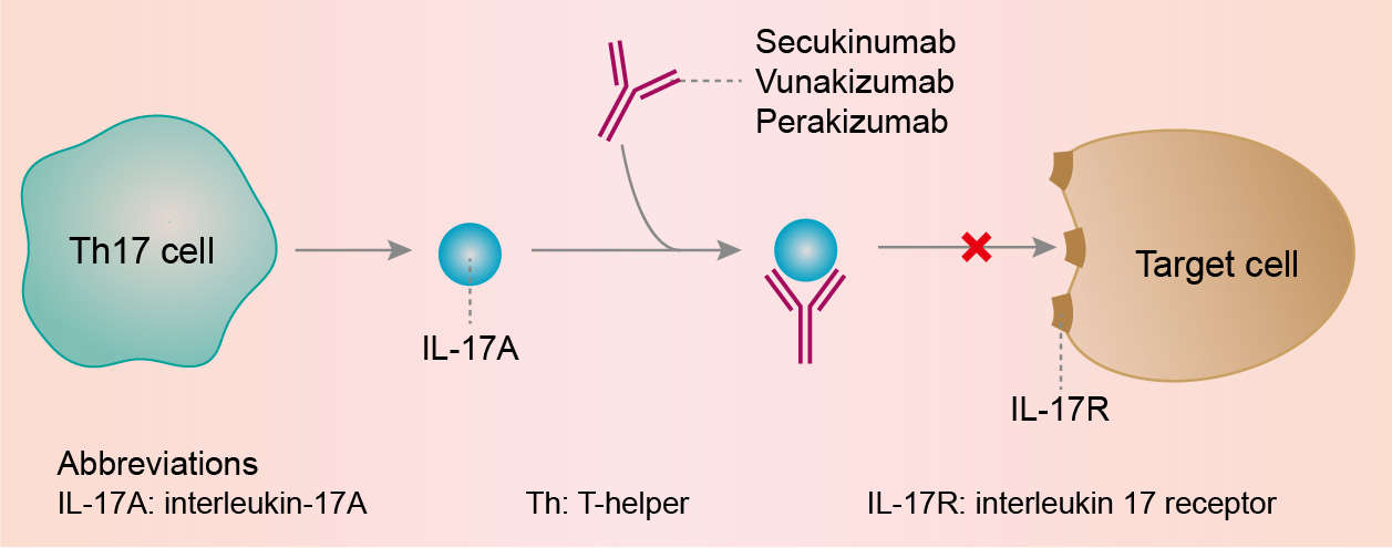Mechanism of action of Secukinumab