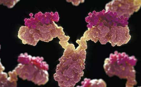 Antibody Discovery