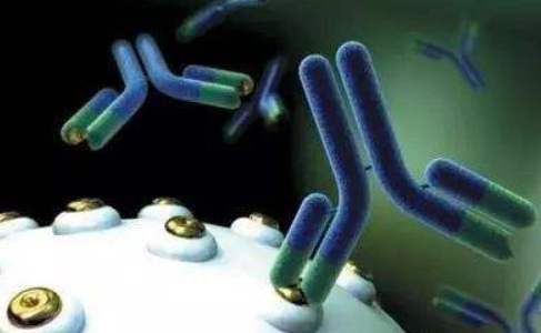 Antibody Engineering