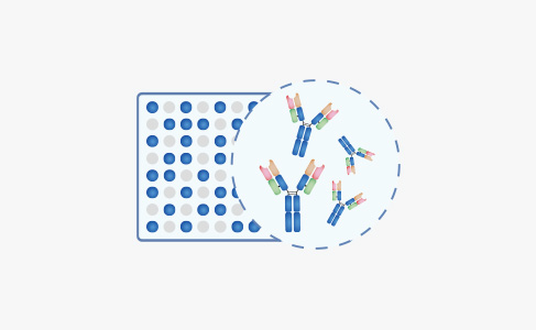 High Throughput Antibody Production