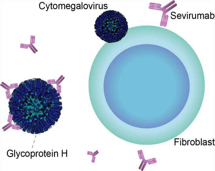 Sevirumab Overview