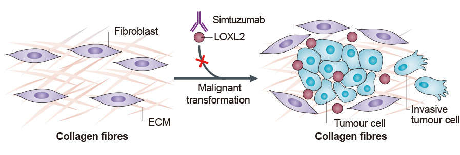 Mechanism of action of Simtuzumab