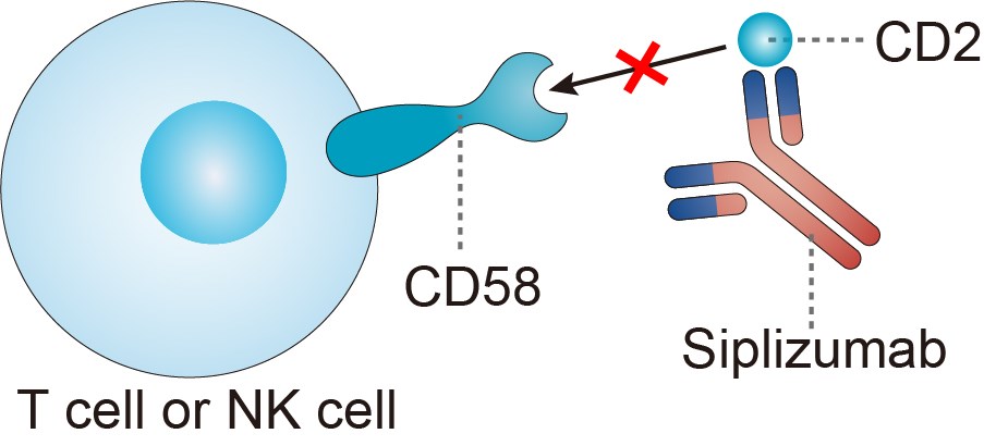 Siplizumab Overview