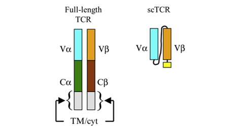 Soluble T Cell Receptor