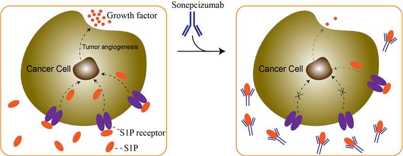 Mechanism of action of Sonepcizumab