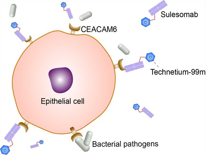 Mechanism of Action of Sulesomab