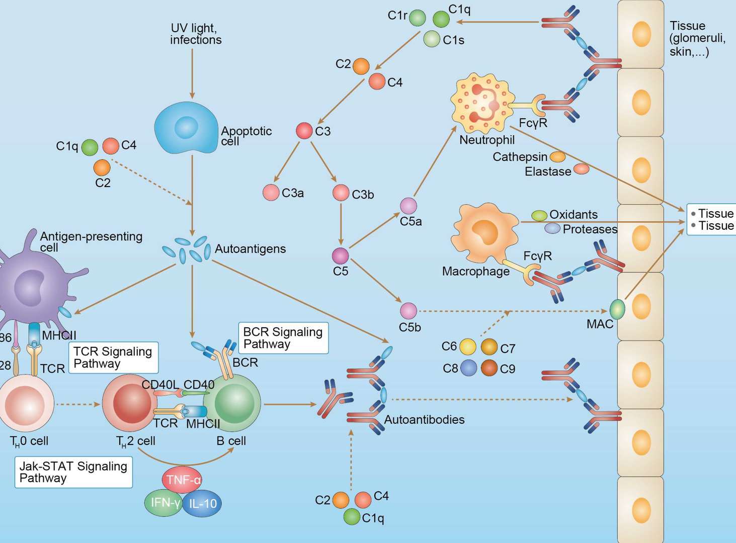 Systemic Lupus Erythematosus Overview - Pathways, Diagnosis, Targeted Therapies