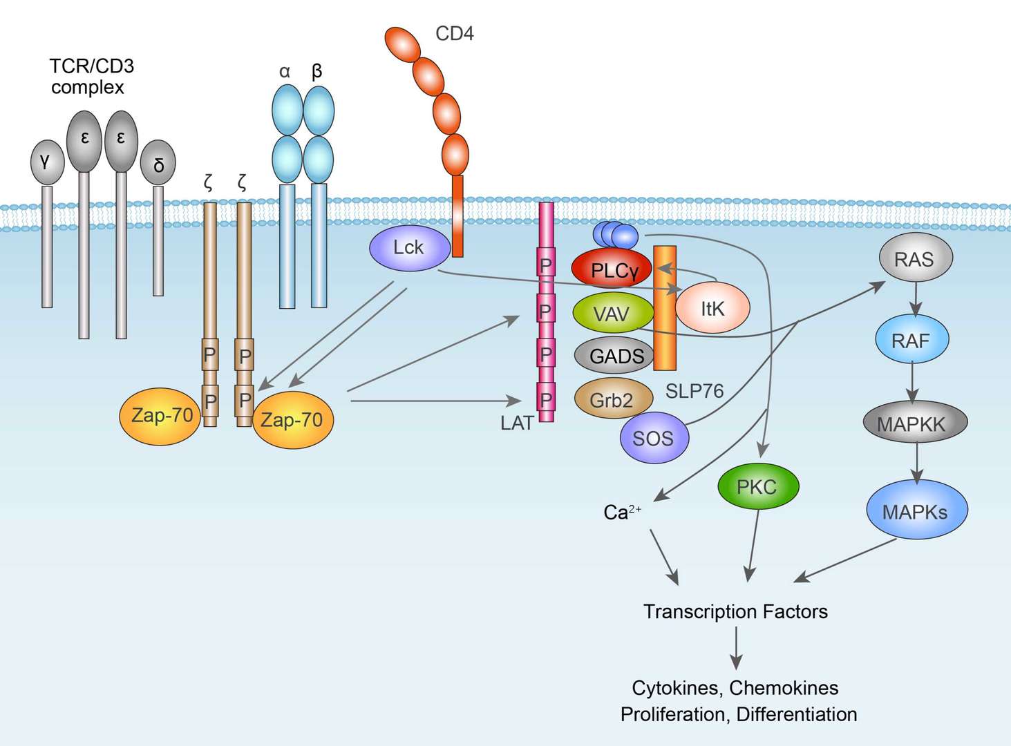 TCR Signaling Pathway