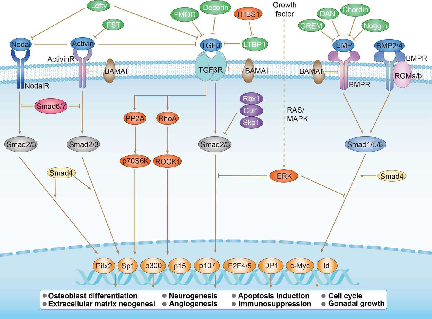 TGF-beta Signaling Pathway