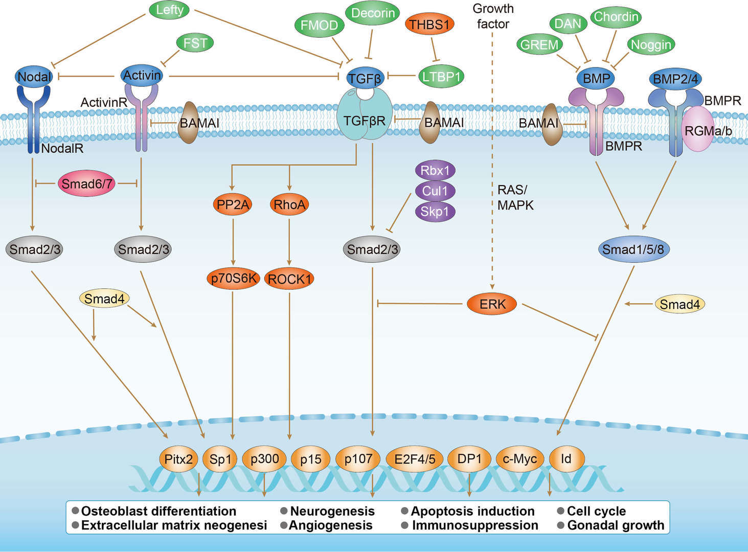 TGF-β Signaling Pathway