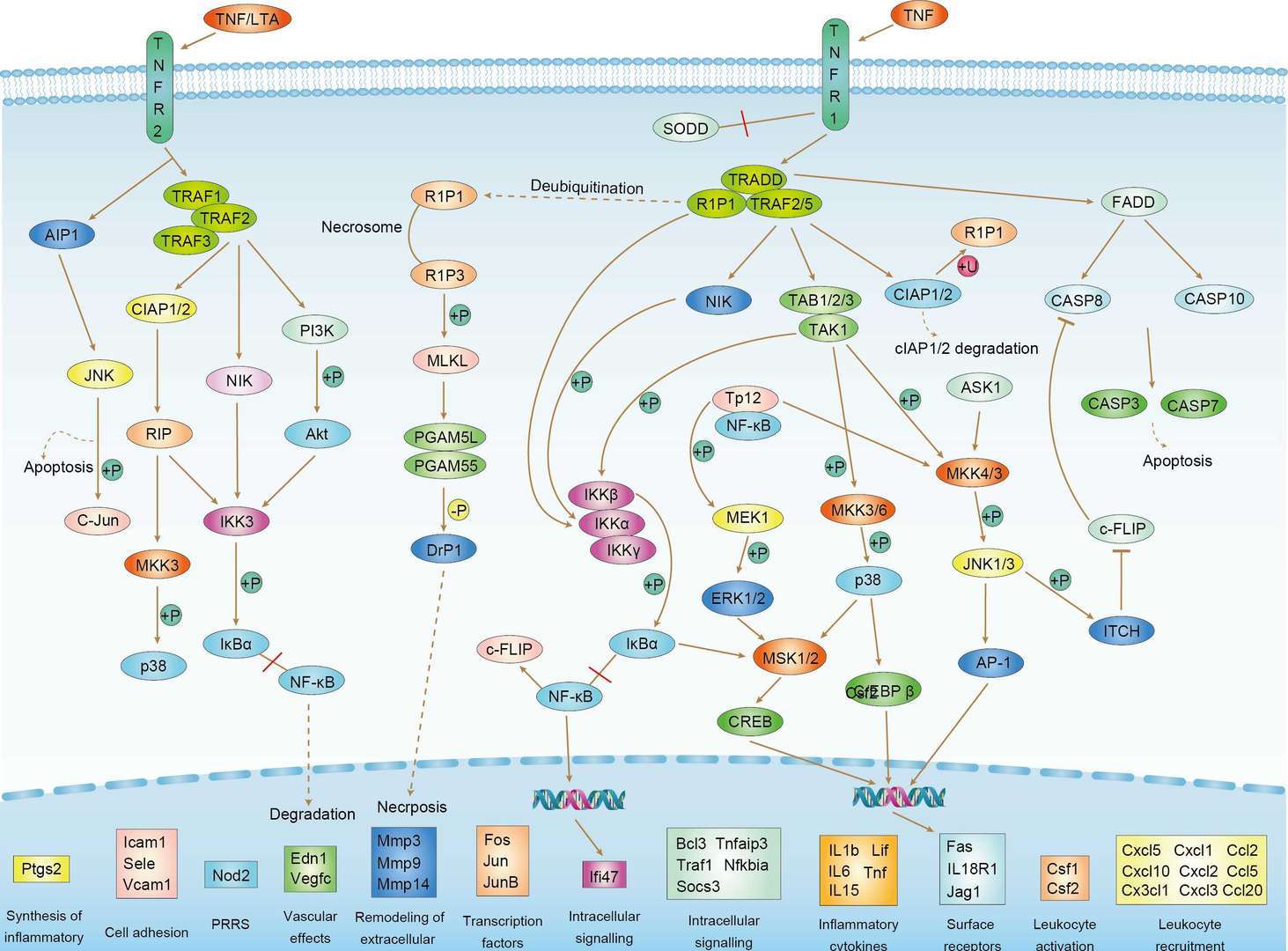 TNF Signaling Pathway