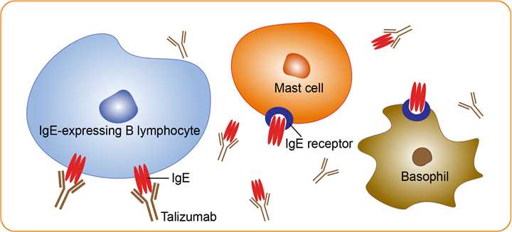 Mechanism of action of Talizumab