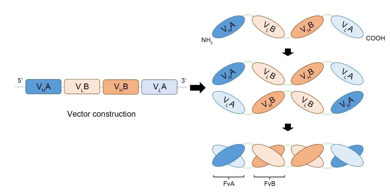 Diagram of tandem diabody procedure