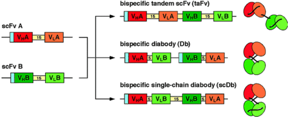 Tandem scFv