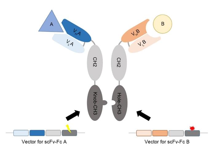 Diagram of Tandem scFv-Fc BsAb structure