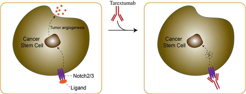 Mechanism of action of Tarextumab