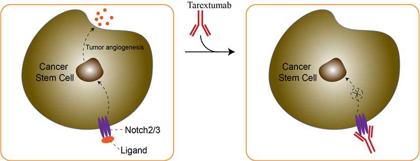 Mechanism of action of Tarextumab