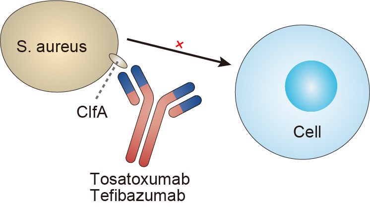 Tefibazumab Overview