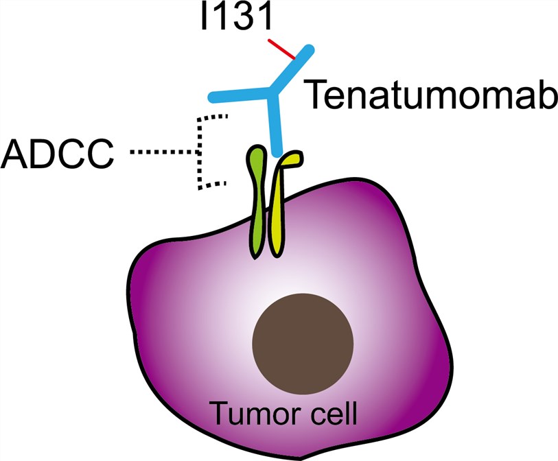 Tenatumomab Overview