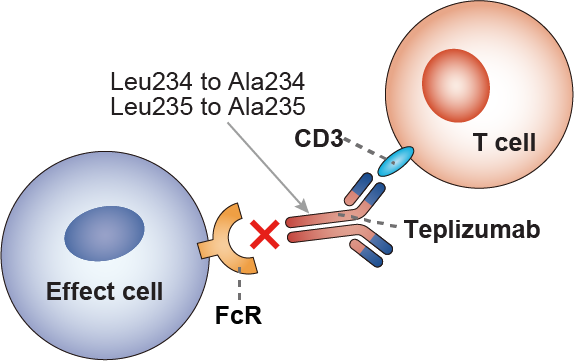 Figure 2 Mechanism of action of Teplizumab