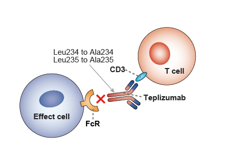 Mechanism of action of Teplizumab