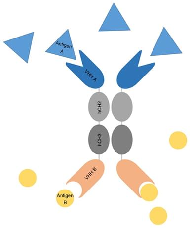 Diagram of a tetravalent hcAb structure