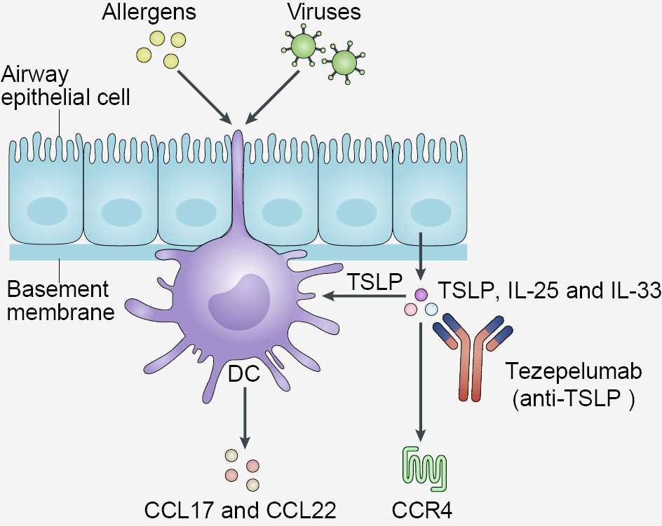 Mechanism of Action of Tezepelumab