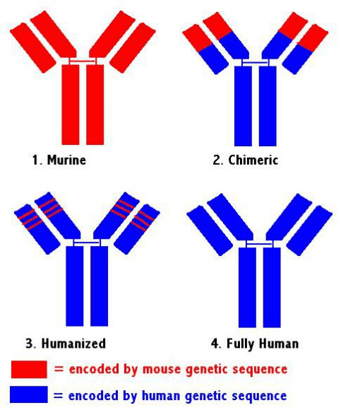 Formats of Therapeutic Antibody