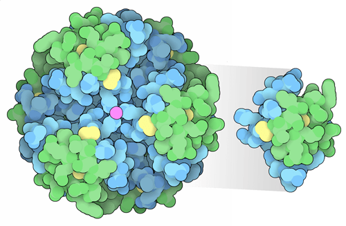 Therapeutic Proteins