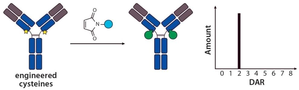 Thio-engineered antibody