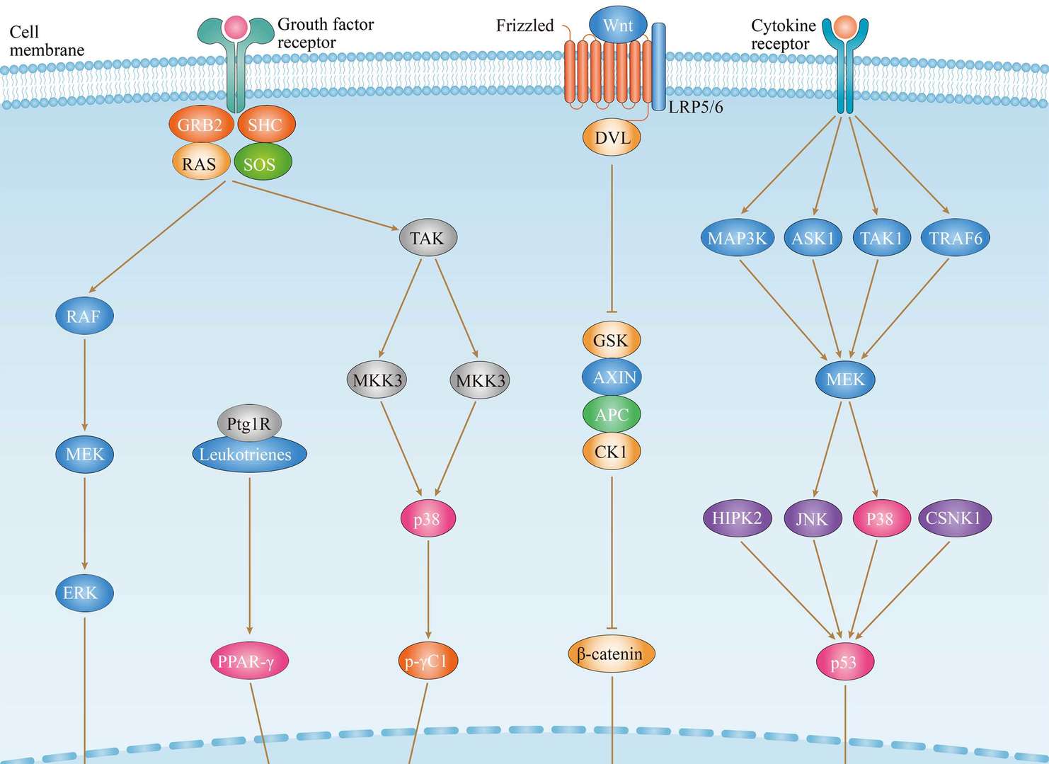 Thyroid Cancer Overview - Pathways, Diagnosis, Targeted Therapies