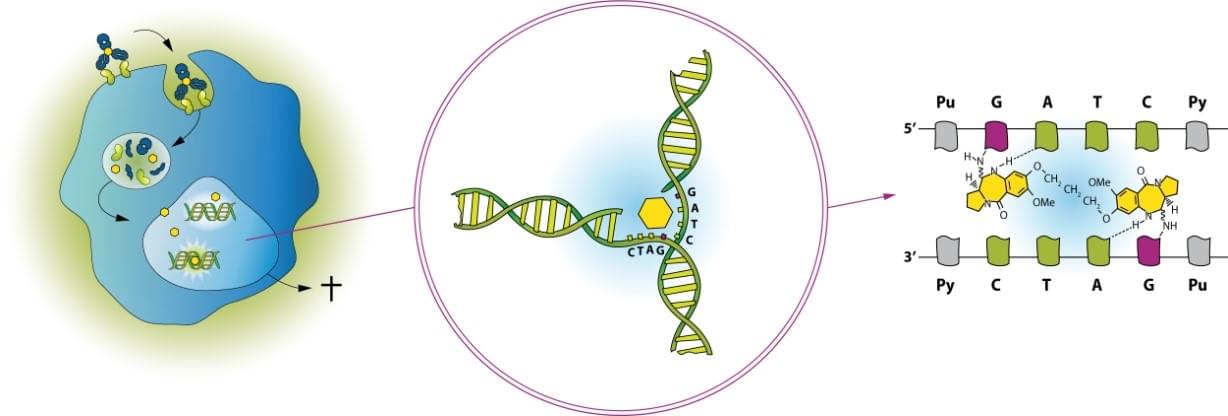 Toxins targeting DNA