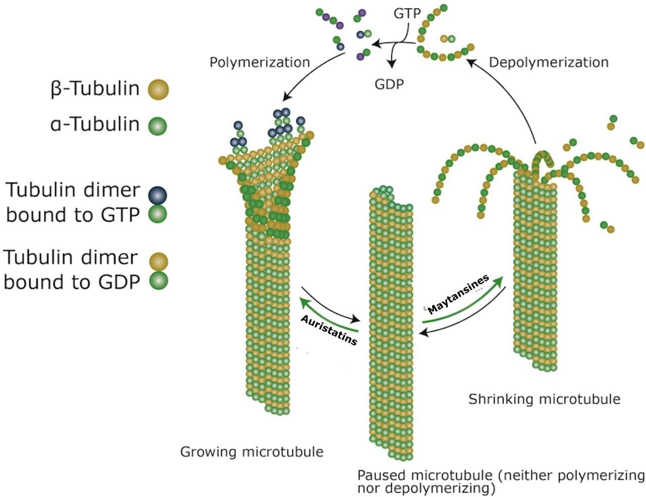 Toxins targeting tubulin ﬁlaments