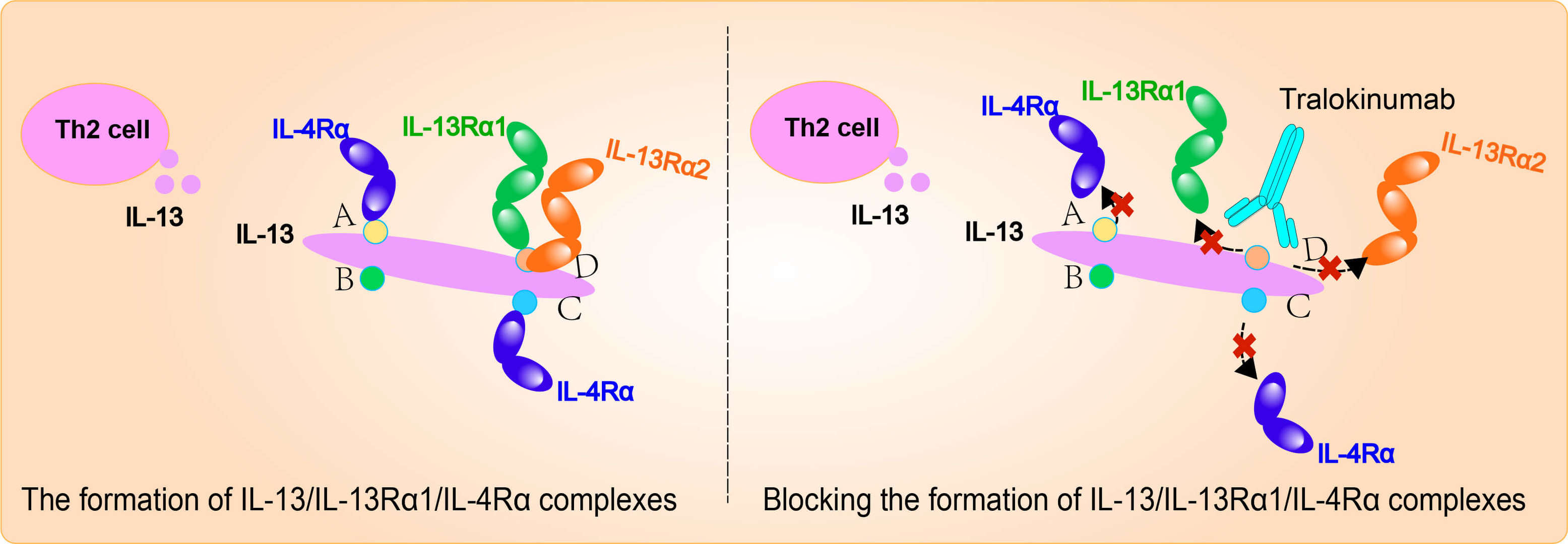 Mechanism of Action of Tralokinumab