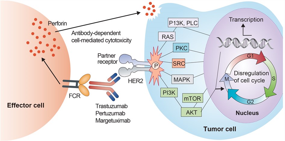 Mechanism of action of Trastuzumab