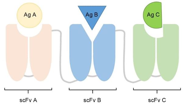 Diagram of triplebody