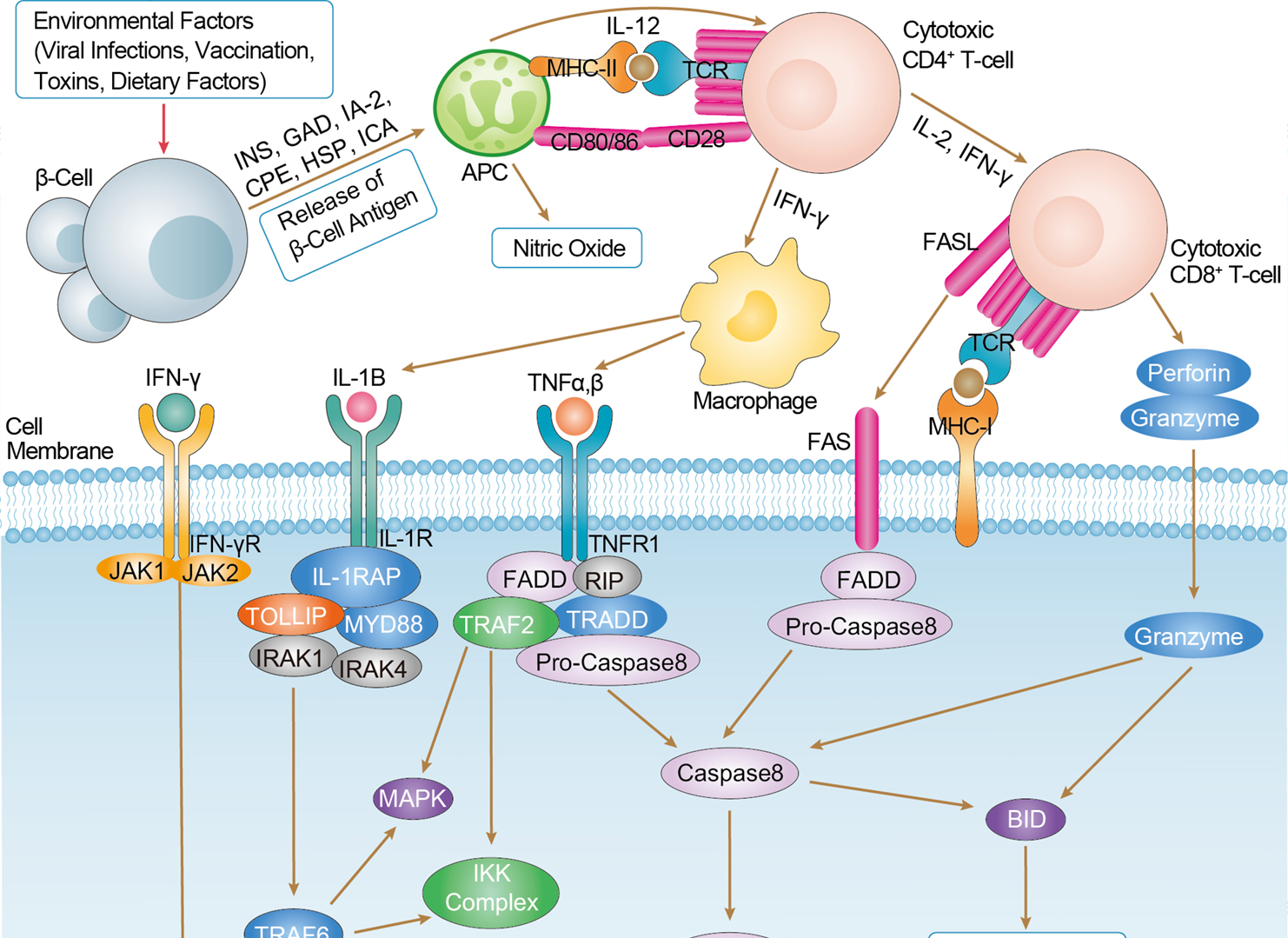 Type I Diabetes Mellitus