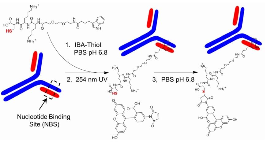 UV photocrosslinking (UV-NBS)