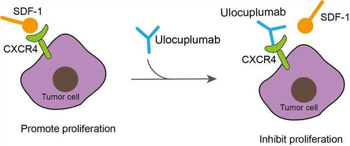 Mechanism of Action of Ulocuplumab