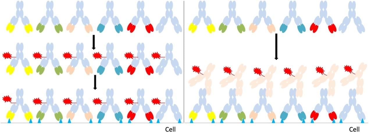 Universal ADC for high-throughput screen