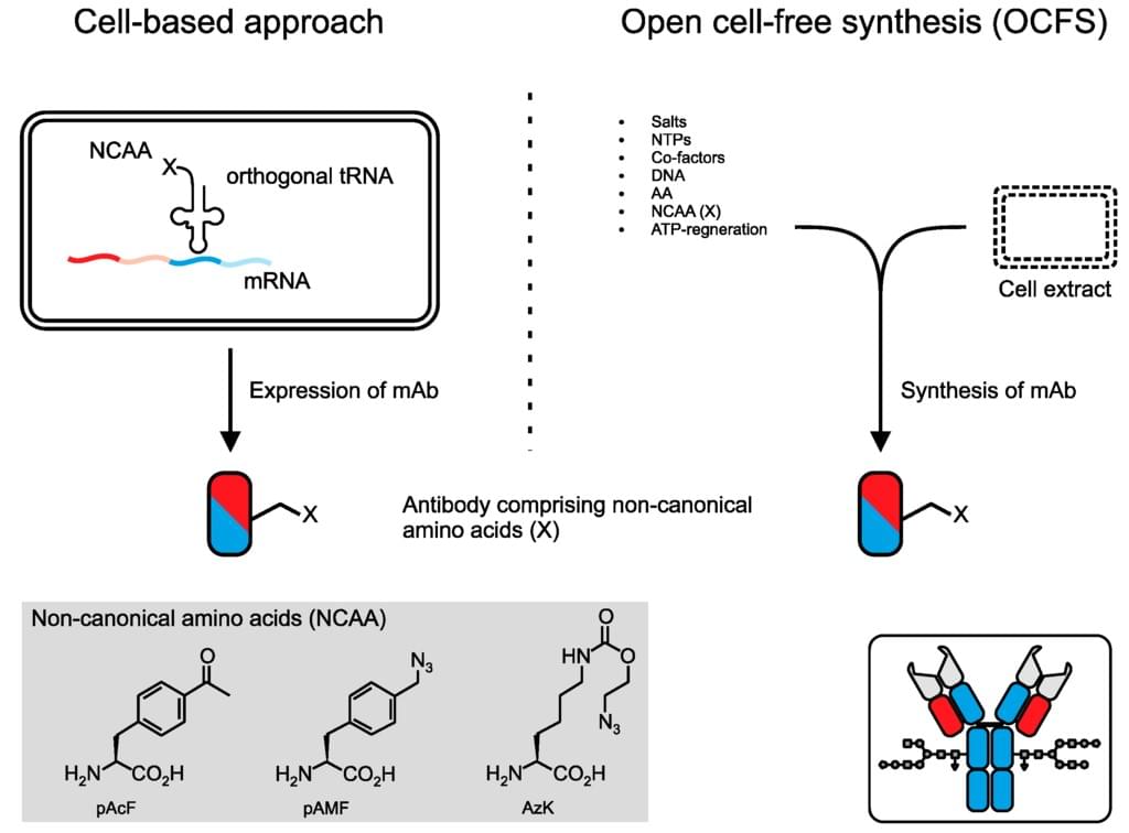 Unnatural amino acids-based conjugation 