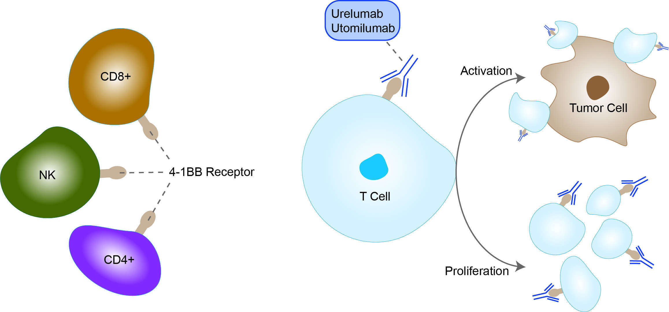 Mechanism of action of Urelumab