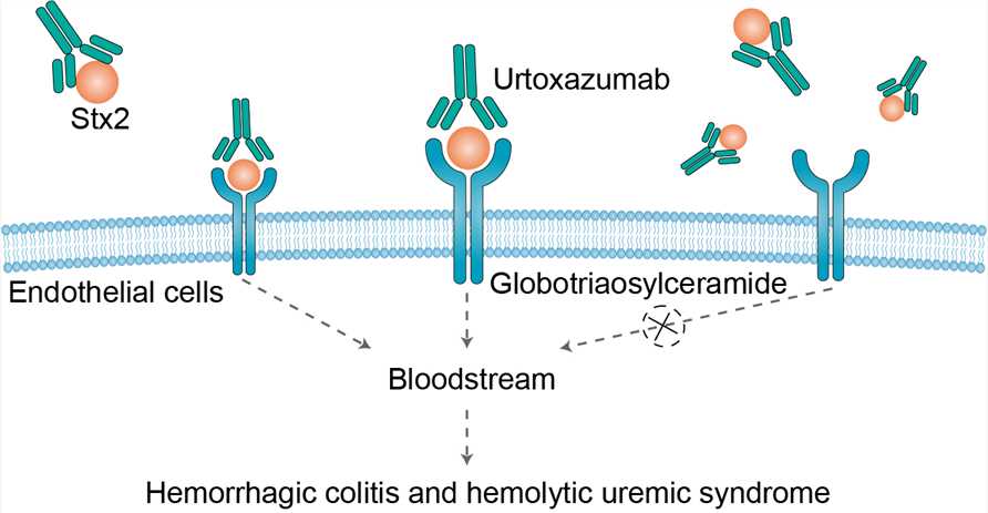 Urtoxazumab Overview