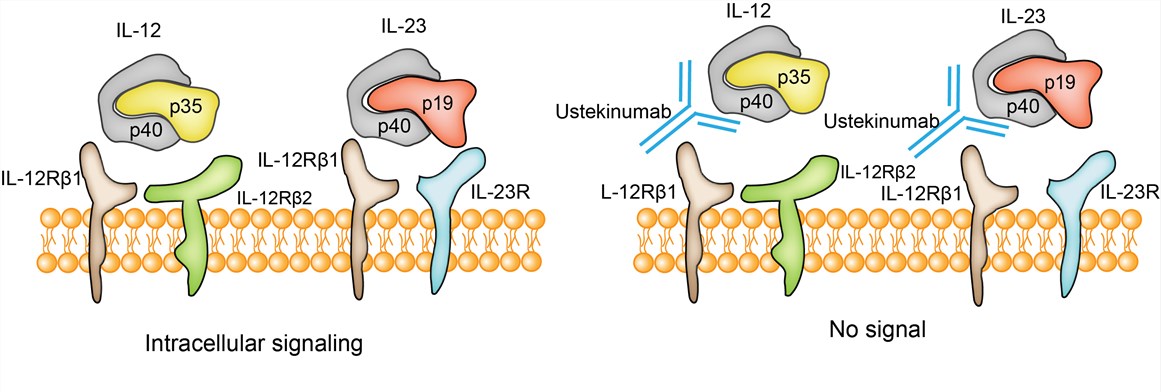 Mechanism of action of Ustekinumab