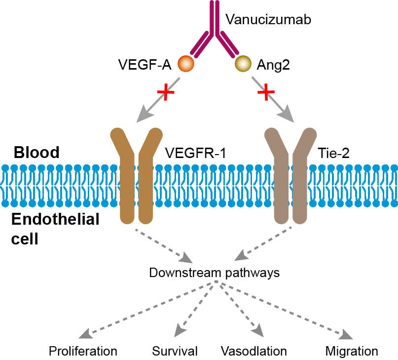 Mechanism of action of Vanucizumab